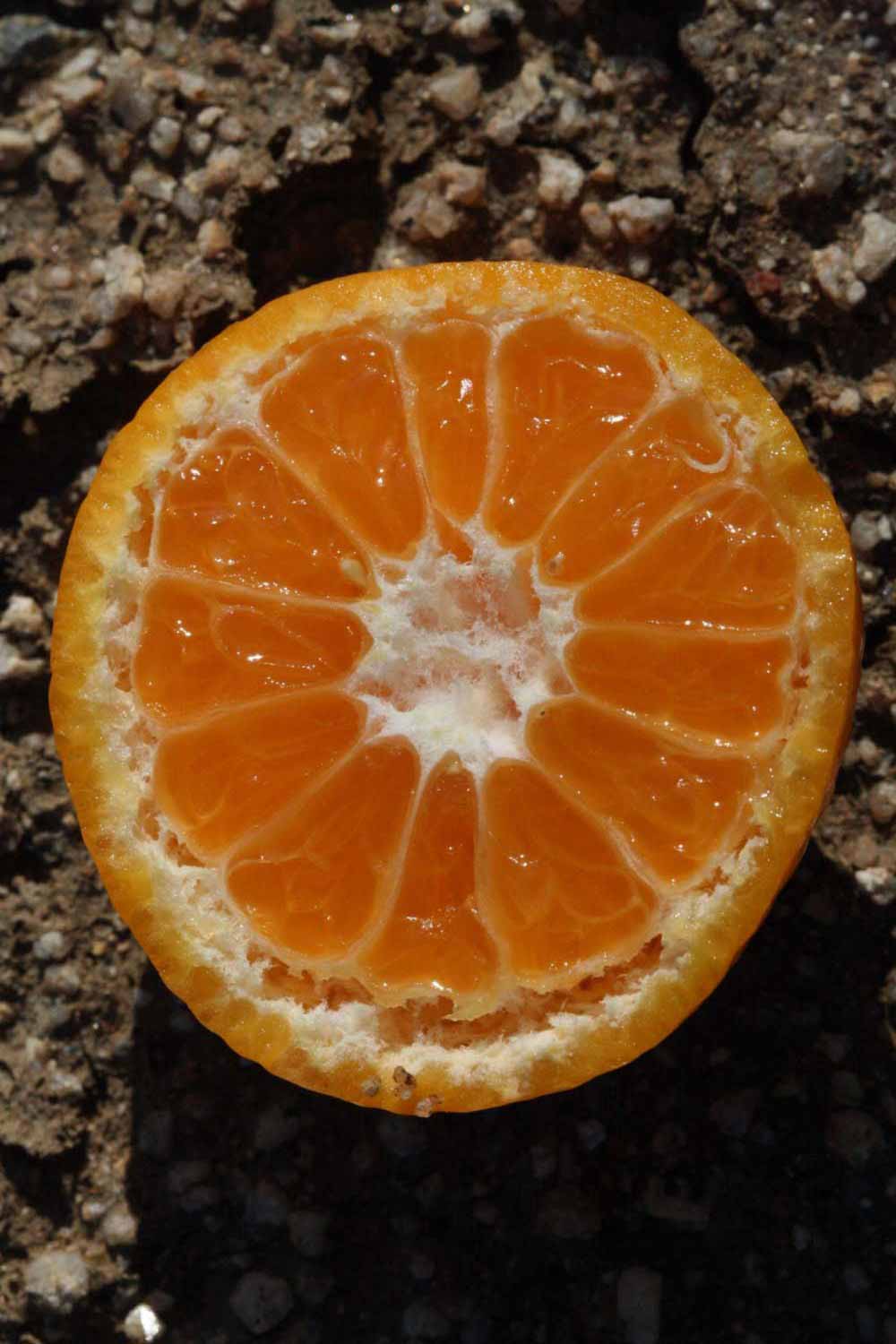              Fruit cross-section (Avana Apireno, Riverside,   CA)       